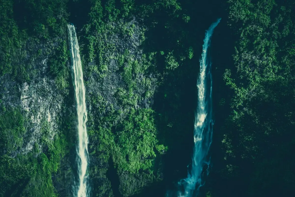 Creek in rainforest
